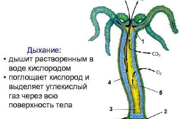 Украли аккаунт на кракене что делать